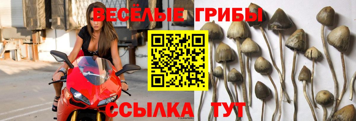 Псилоцибиновые грибы GOLDEN TEACHER Мичуринск